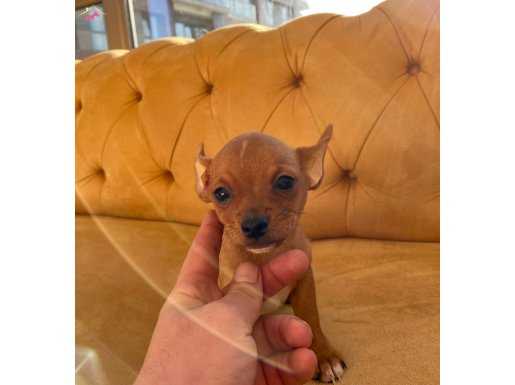 En Mini Boy Chihuahua Yavrular 