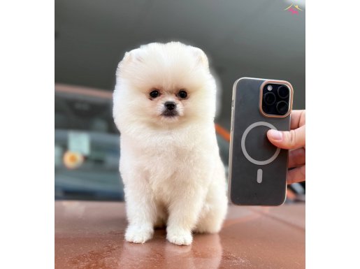Aşk Dolu Patiler Güvencesi ile Teacup Pomeranian Boo