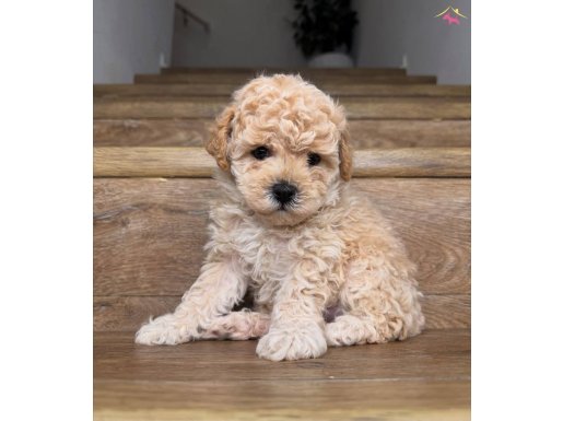 Sevimli Minik Poodle Yavrularımız 