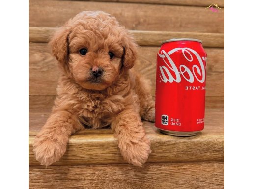 500 Gram En Minik Kore Maltipoo Bebeklerimiz 