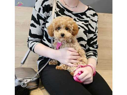 İstanbul İçi Kapıya Teslim Minik Poodle Yavrularımız