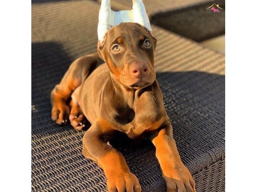 Asil Doberman Yavrularımızda %50 Eğitim Paketi İndirimi
