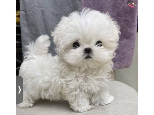 0 Numara Maltese Bebeklerimiz