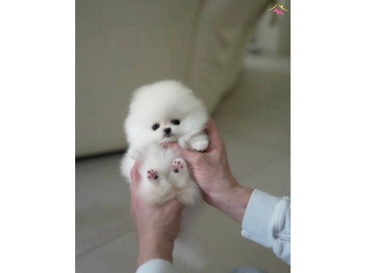 Ayı Surat Pomeranian Boo Bebeklerimiz 
