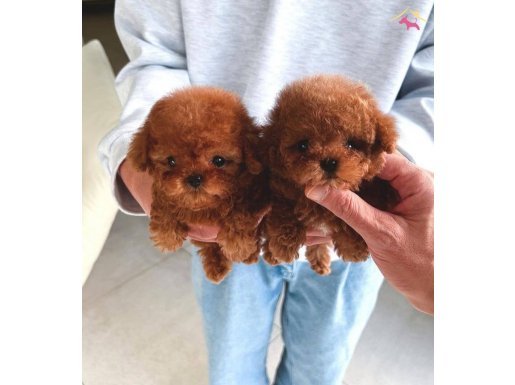 Teacup Mini Kore Poodle Yavrular 