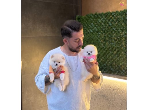 Micro Teacup Pomeranian Yavrularımız 