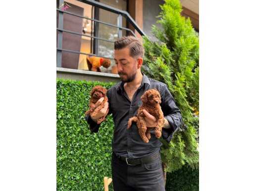 Micro Teacup Poodle Bebeklerimiz 