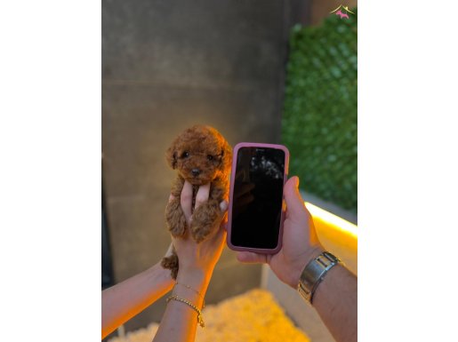 Micro Teacup Toy Poodle Yavrularımız