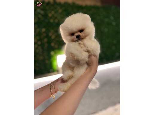 Oyuncak Değil Gerçek Pomeranian Boo