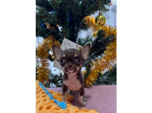 Micro Teacup 300 gr chihuahua