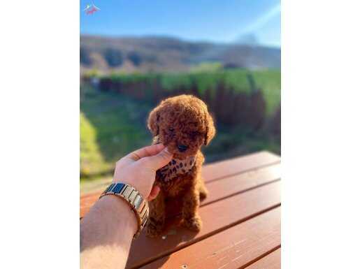 Max 2 Kg Olacak Poodle Yavrular 