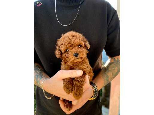 Micro Teacup Dark Brown Bebekler 