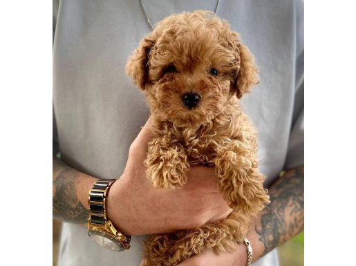 Teacup Poodle Yavrumuz Latte