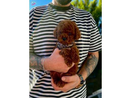 Anne Altından Soy Kütüklü Poodle Bebekler