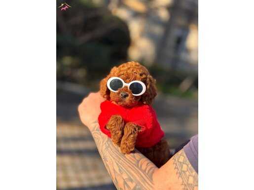 Teacup Kore Poodle Bebeklerimiz 