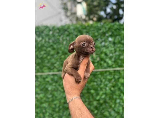 Teacup Çikolata ve Siyah Chihuahua Yavrular