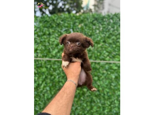 Teacup Long Hair Dişi Yavrumuz