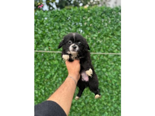 Black Long Hair Chihuahua Erkek Yavrumuz