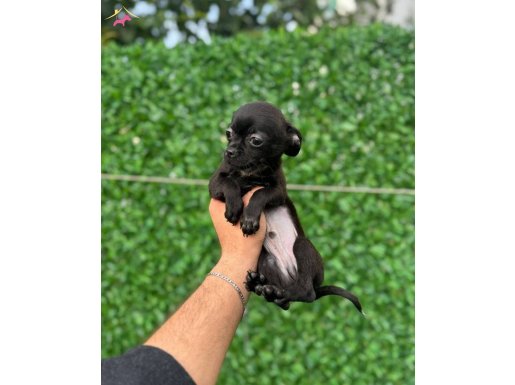 Tuvalet Eğitimli Teacup Erkek