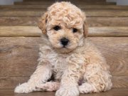 Sevimli Minik Poodle Yavrularımız 