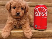 500 Gram En Minik Kore Maltipoo Bebeklerimiz 