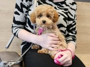 İstanbul İçi Kapıya Teslim Minik Poodle Yavrularımız