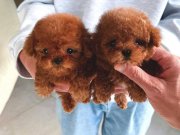 Teacup Mini Kore Poodle Yavrular 