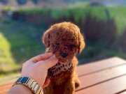 Max 2 Kg Olacak Poodle Yavrular 