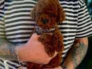 Anne Altından Soy Kütüklü Poodle Bebekler