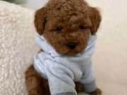 Korean Poodle Soy Ağacı Belli Yavrularımız 