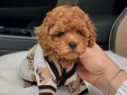 Mini Korean Poodle Bebeklerimiz Ailelerine Gitmeye Hazır