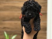 Black Toy Poodle Yavrular 