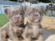 FLUFFY EN İYİSİ DAHA İYİSİ İÇİN DOĞRU ADRESTESİNİZ 