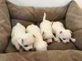 Teacup Kar Beyaz Chihuahua Bebekler 