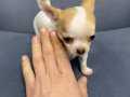 Parmak Boyunda Tuvalet Eğitimli Mavi Gözlü Chihuahua