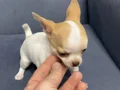 Parmak Boyunda Tuvalet Eğitimli Mavi Gözlü Chihuahua