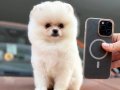 Aşk Dolu Patiler Güvencesi ile Teacup Pomeranian Boo