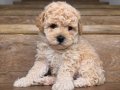 Sevimli Minik Poodle Yavrularımız 