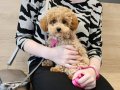 İstanbul İçi Kapıya Teslim Minik Poodle Yavrularımız