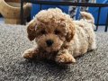 İstanbul İçi Kapıya Teslim Minik Poodle Yavrularımız