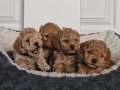 İstanbul İçi Kapıya Teslim Minik Poodle Yavrularımız