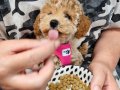 İstanbul İçi Kapıya Teslim Minik Poodle Yavrularımız