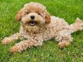 İstanbul İçi Kapıya Teslim Minik Poodle Yavrularımız