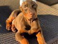 Asil Doberman Yavrularımızda %50 Eğitim Paketi İndirimi