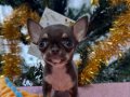 Micro Teacup 300 gr chihuahua