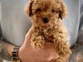 Teacup Poodle Yavrumuz Latte