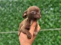 Teacup Çikolata ve Siyah Chihuahua Yavrular