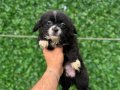 Black Long Hair Chihuahua Erkek Yavrumuz