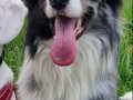 Mükemmel Anatomi Border Collie Yavrularımız
