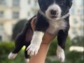 Mükemmel Anatomi Border Collie Yavrularımız